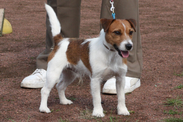 Dias, Junghund, braun-weiss, steht und zeigt sich ganz stolz bei der Ausstellung in Mönchengladbach.