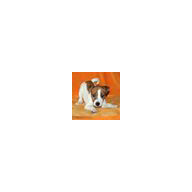 App-Icon